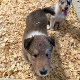 Boy 6 - Sable and white male Collie puppy in Roaring Brook Twp, Pennsylvania from Denby Berger Picards and Collies