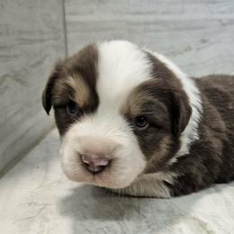 Rose - Red tri-color female Australian Shepherd puppy in Arbela, Missouri from County Line Aussies