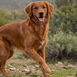 Dallas - Golden Retriever
