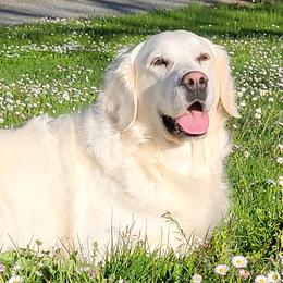Golden Retrievers from Wildcat Hollow Goldens