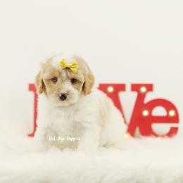 Sparkles (Yellow Collar) - Blenheim female Cavapoo puppy in Republic, Missouri from Red Skye Puppies
