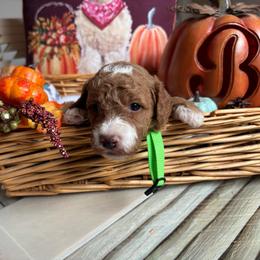 Foliage - Red  male Goldendoodle puppy in Chino Valley, Arizona from Bass Creek Doodles