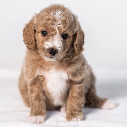 Maple - Cream female Goldendoodle puppy in Slc, Utah from Timp Doodles