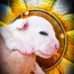 Girl 2 Guinevere - White female Dogo Argentino puppy in San Diego, California from Debonair Dogos