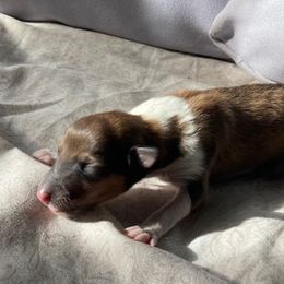 Holly - Sable and white Collie puppy in Yulee, Florida from Three Collie Farm
