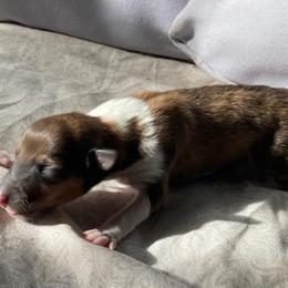 Holly - Sable and white Collie puppy in Yulee, Florida from Three Collie Farm