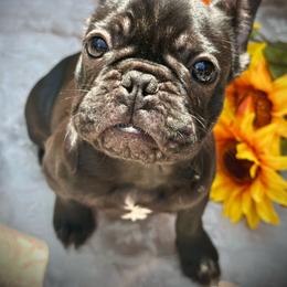 Tizzie - Black male French Bulldog puppy in Rockville, Indiana from Blaze Of Glory Bostons & Frenchies