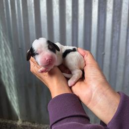 Daisy - Tri-color female Bernedoodle puppy in Yuba City, California from Ranch House Doodles