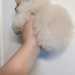 Pomeranian and Poodle Puppies from Mon Chéri Kennels
