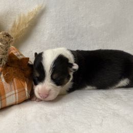 Boy 8 Black Tri - Black and white male American Corgi puppy in Scottown, Ohio from Wyndy Ridge Corgis