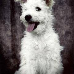Pumi Puppies from Abiqua Pumik