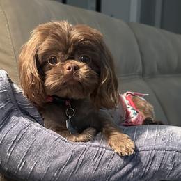 Abby - Shih Tzu