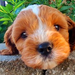 Cavalier King Charles Spaniel and Cavapoo Puppies from Sunset Valley Cavaliers