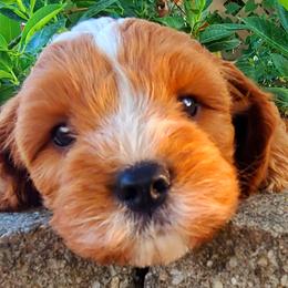 Cavalier King Charles Spaniel and Cavapoo Puppies from Sunset Valley Cavaliers