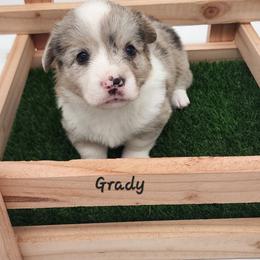 Grady - Brindle merle and white male American Corgi puppy in Concrete, Washington from Wigglebutts American Corgis