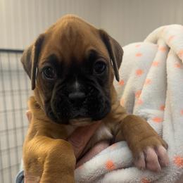 McKenna - Fawn female Boxer puppy in Elyria, Ohio from Just-A-Wyn Boxers