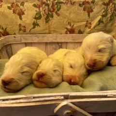 Samoyed Puppies from Pyles Of Smiles