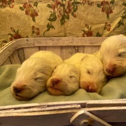 Samoyed Puppies from Pyles Of Smiles