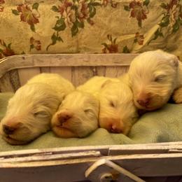 Samoyed Puppies from Pyles Of Smiles