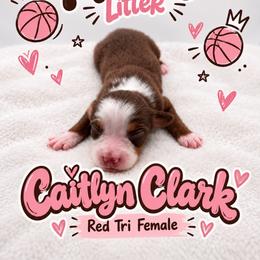 Caitlyn - Red tri female Miniature Australian Shepherd puppy in Cave Creek, Arizona from Arizona Aussies