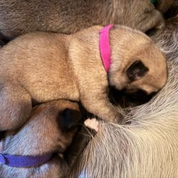Girl 3 - Fawn female Anatolian Shepherd Dog puppy in Avon Park, Florida from Sandy Pines Homestead