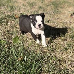 Xavi - Black brindle and white male Boston Terrier puppy in Fillmore, Illinois from Wind Hill Puppies