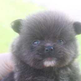 AKC limited Vera - Black parti female Pomeranian puppy in Andrews, South Carolina from Purple Diamonds Kennel