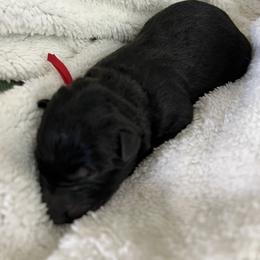 Red Collar - Black male German Shepherd puppy in Punta Gorda, Florida from Blitzenhaus Working Dogs