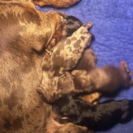 Dachshunds from Royal T minature dachshund