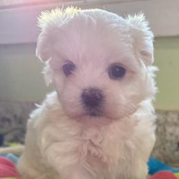 Pebbles - White female Maltese puppy in Colonial Beach, Virginia from BeachRidge Pups