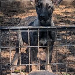 Odom's July Fireworks - Sable female German Shepherd puppy in Springtown, Texas from Odom's German Shepherds
