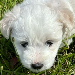 Boy 1 - White Coton de Tulear puppy in St Johns, Michigan from Centennial Farms Cotons
