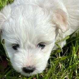 Boy 1 - White Coton de Tulear puppy in St Johns, Michigan from Centennial Farms Cotons