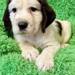 Rome - Black white and tan female English Springer Spaniel puppy in Madison, Indiana from McCollough's Pawsome Spaniels and Danny's Delightful Dachshunds