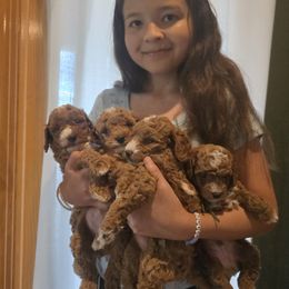 Sammy - Red  male Goldendoodle puppy in Bristol, Tennessee from 4goldendoodles