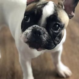 French Bulldogs from FrenchiesPupMiami