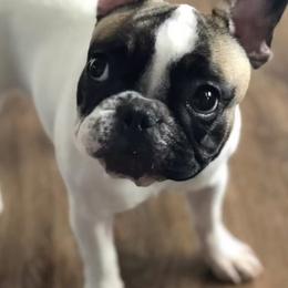 French Bulldogs from FrenchiesPupMiami