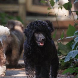 Poodle Puppies from Mystic Moon Poodles