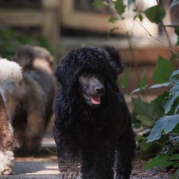 Poodle Puppies from Mystic Moon Poodles