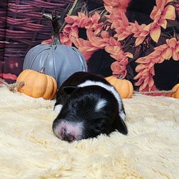 Romano - Black and white male Border Collie puppy in Avilla, Indiana from Borderline Kennels