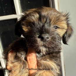 Ivy - Gold sable female Havanese puppy in Lovingston, Virginia from Tye River Havanese