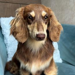 Bowser - Dachshund