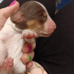 Puppy A - Piebald male Dachshund puppy in Wichita, Kansas from Lauren's Dachshunds