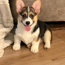 Daisy - Black and tan female Pembroke Welsh Corgi puppy in Northwood, Iowa from Sorrel Sands Corgis