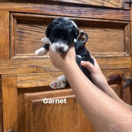 Garnet - Black and white female Bernedoodle puppy in Carmichaels, Pennsylvania from JensenBelle Doodles