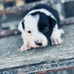 Mauve - Black and white female Border Collie puppy in Minden, Iowa from Rocking N Registered Border Collies & Labradors