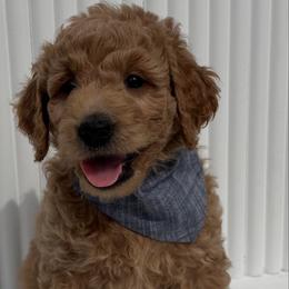 Denim Boy - Apricot male Goldendoodle puppy in Newmanstown, Pennsylvania from Homespundoodles