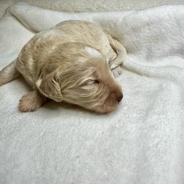 Cream Abstract - Yellow and white female Bernedoodle puppy in Holt, Missouri from Mindys Doodles
