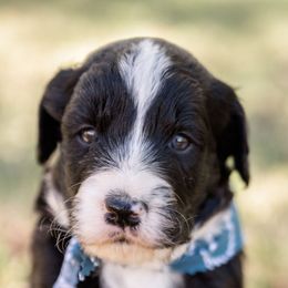 Aussiedoodle and Springerdoodle Puppies from Deek’s Designer Doodles