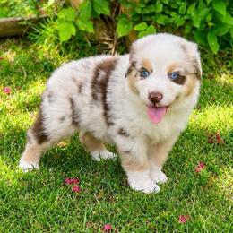 Cruze - Red merle male Australian Shepherd puppy in Howardsville, Virginia from Spectacular Aussies and Cavaliers